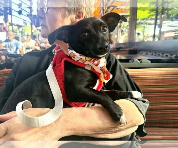Medium Photo #6 Chiweenie Puppy For Sale in Phoenix, AZ, USA