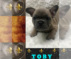French Bulldog Puppy for sale in HEATHROW, FL, USA