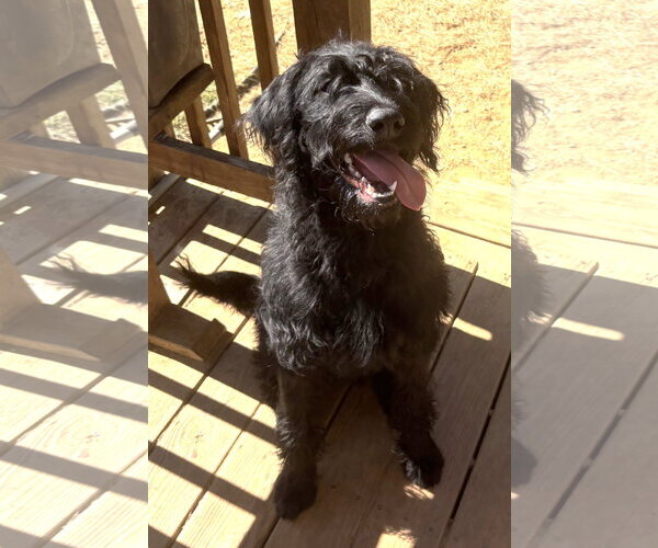 Medium Photo #1 Rottweiler-Unknown Mix Puppy For Sale in Wetumpka, AL, USA