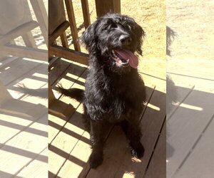 Rottweiler-Unknown Mix Dogs for adoption in Wetumpka, AL, USA