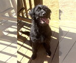 261530  Onyx - Female Rottweiler-Unknown Mix Dog for Adoption - Small photo