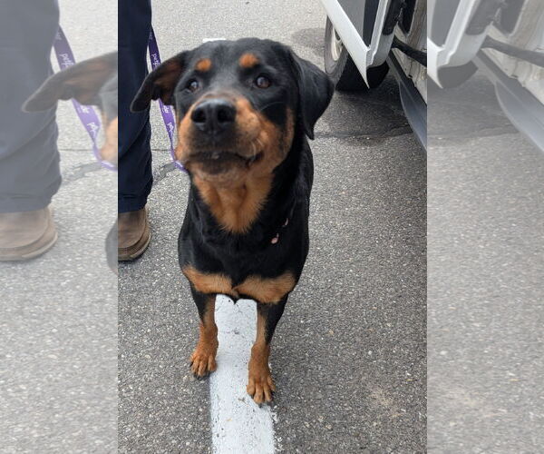 Medium Photo #2 Rottweiler Puppy For Sale in Hillsboro, NH, USA