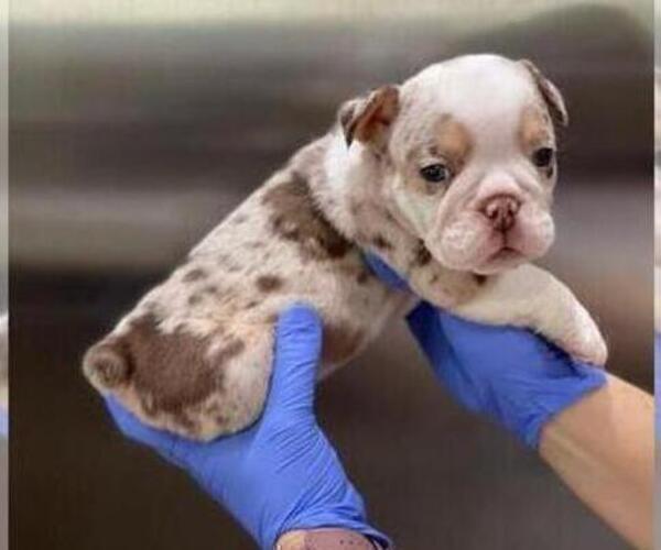 Medium Photo #4 English Bulldog Puppy For Sale in CORONA, CA, USA