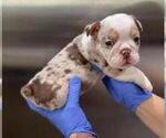 Small Photo #4 English Bulldog Puppy For Sale in CORONA, CA, USA