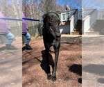 Small #2 Greyhound