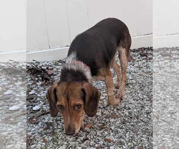 Medium Photo #7 Beagle Puppy For Sale in Dunnellon, FL, USA