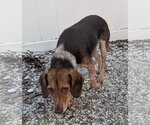 Small #6 Beagle