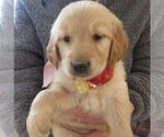 Small Photo #5 Golden Retriever Puppy For Sale in Grovertown, IN, USA