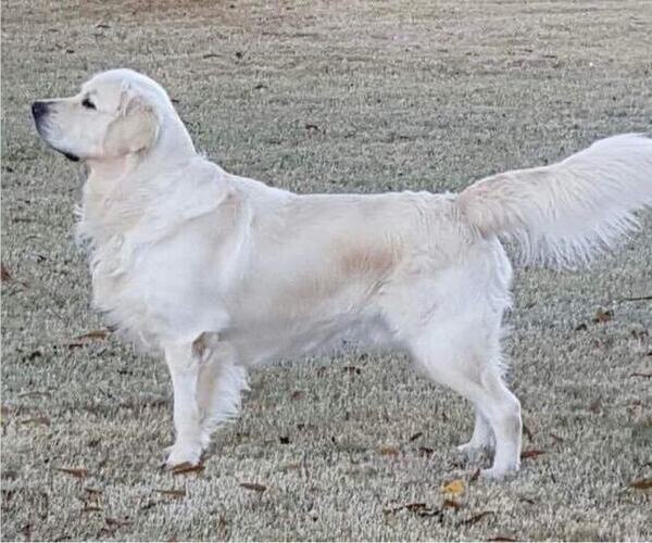 Medium Photo #1 Golden Retriever Puppy For Sale in SPARTA, NC, USA