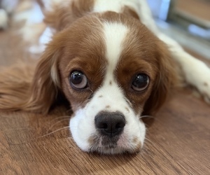 Mother of the Cavalier King Charles Spaniel puppies born on 06/23/2025