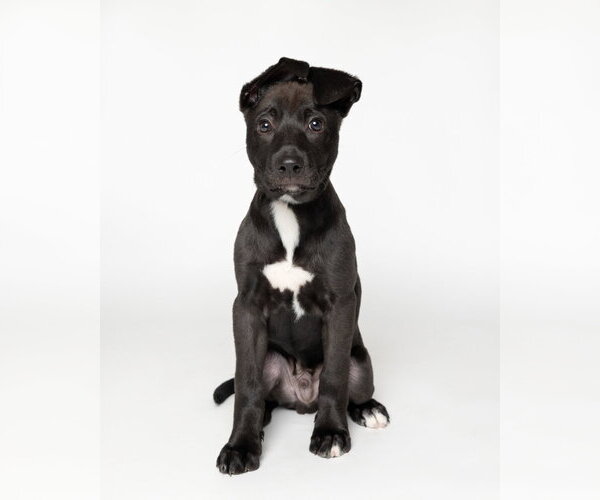 Medium Photo #1 American Staffordshire Terrier-Labrador Retriever Mix Puppy For Sale in Holly Springs, NC, USA