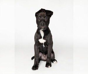 American Staffordshire Terrier-Labrador Retriever Mix Dogs for adoption in Holly Springs, NC, USA