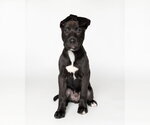Small American Staffordshire Terrier-Labrador Retriever Mix