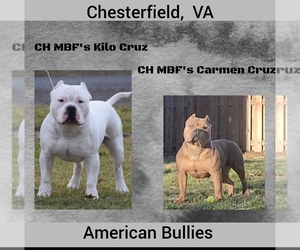Mother of the American Bully puppies born on 02/19/2023