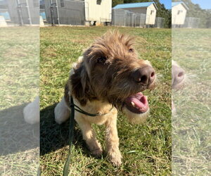 Natasha Sep 26 - Female Poodle (Standard)-Unknown Mix Dog for Adoption - Photo #4