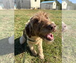 Small Photo #4 Poodle (Standard)-Unknown Mix Puppy For Sale in Pacolet, SC, USA