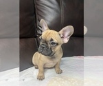 Small Photo #22 French Bulldog Puppy For Sale in CHESAPEAKE, VA, USA