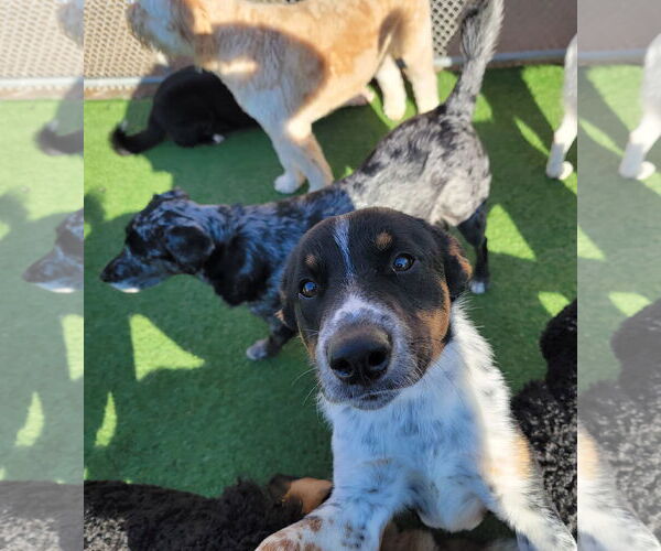 Medium Photo #4 Border Collie-Unknown Mix Puppy For Sale in Highland, IL, USA