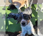 Small #3 Border Collie Mix