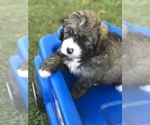 Small Photo #11 Bernedoodle Puppy For Sale in STEWARTSVILLE, NJ, USA