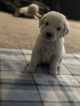 Small Photo #41 Goldendoodle Puppy For Sale in VACAVILLE, CA, USA