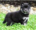 Small Photo #2 Pomsky Puppy For Sale in FREDERICKSBG, OH, USA