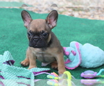 Small #5 French Bulldog
