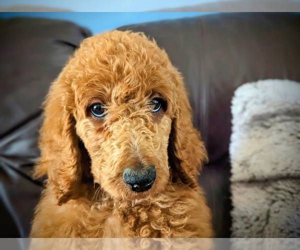 Medium Photo #12 Poodle (Standard) Puppy For Sale in GORDONSVILLE, VA, USA