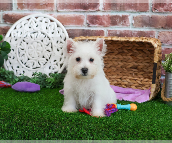 Medium Photo #8 West Highland White Terrier Puppy For Sale in SYRACUSE, IN, USA