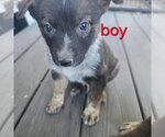Small #3 Australian Shepherd Mix