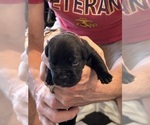 Puppy Dark Pink Cane Corso