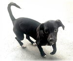 Small #8 Chiweenie