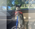 Small #7 Chihuahua
