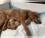 Small #43 Goldendoodle