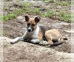 American Pit Bull Terrier-Unknown Mix Dogs for adoption in Germantown, OH, USA