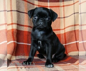 Pug Puppy for sale in NEW HOLLAND, PA, USA