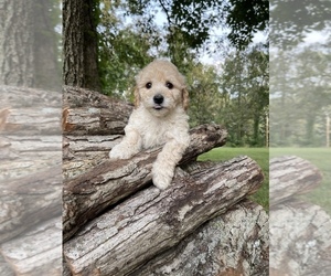 Poochon Puppy for sale in PRINCETON, KY, USA