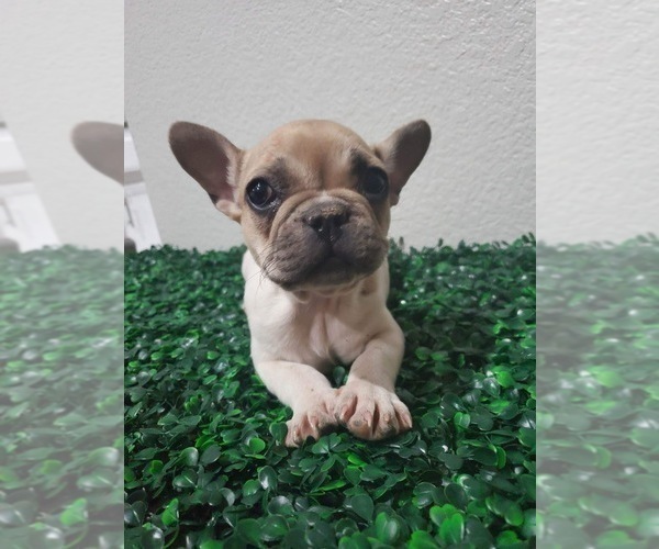 Medium Photo #3 French Bulldog Puppy For Sale in NORTH LAS VEGAS, NV, USA