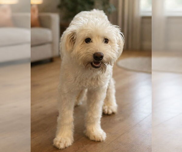 Medium Photo #3 Poovanese Puppy For Sale in Phoenix, AZ, USA