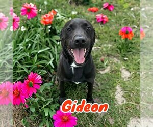 Labrador Retriever-Unknown Mix Dogs for adoption in Port Clinton, OH, USA