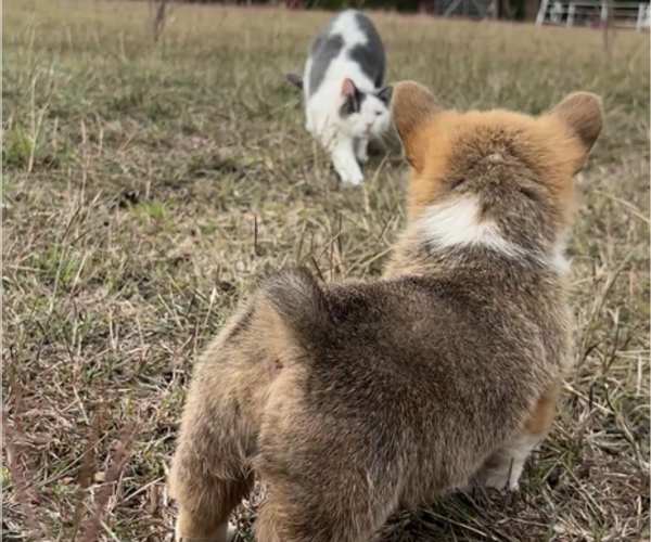 Medium Photo #7 Pembroke Welsh Corgi Puppy For Sale in MIDLOTHIAN, TX, USA