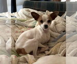 Small #2 Chihuahua Mix
