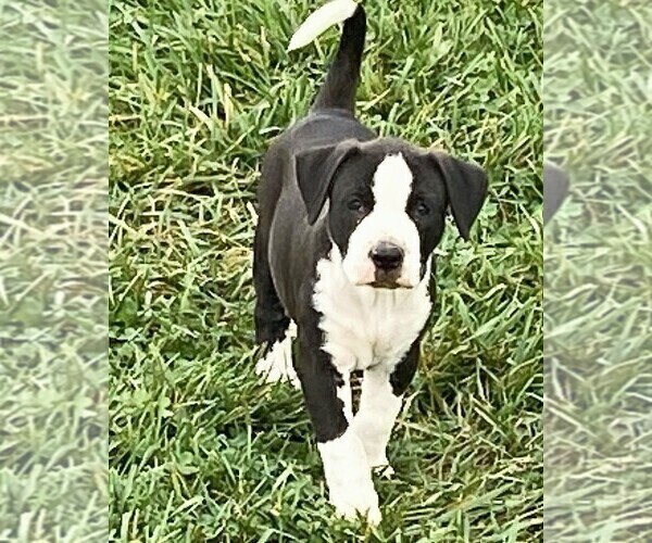 Medium Photo #1 American Bulldog Puppy For Sale in HARRODSBURG, KY, USA