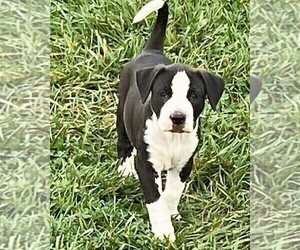 American Bulldog Puppy for Sale in HARRODSBURG, Kentucky USA