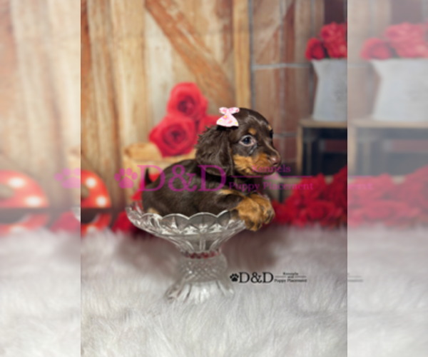 Medium Photo #7 Dachshund Puppy For Sale in RIPLEY, MS, USA