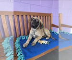 Small #1 Anatolian Shepherd Mix