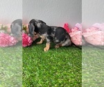 Small Photo #3 Dachshund Puppy For Sale in DAYTONA BEACH, FL, USA