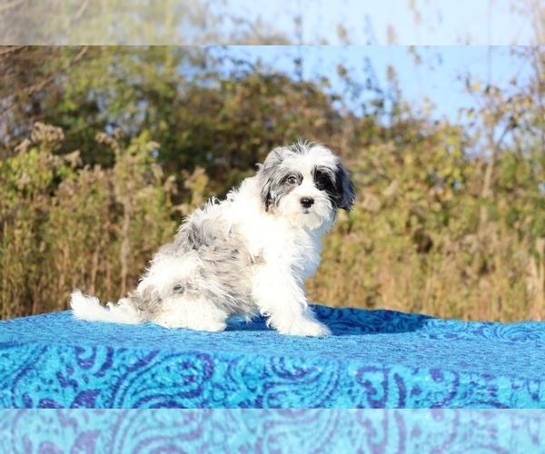 Medium Photo #3 ShihPoo Puppy For Sale in DYERSBURG, TN, USA