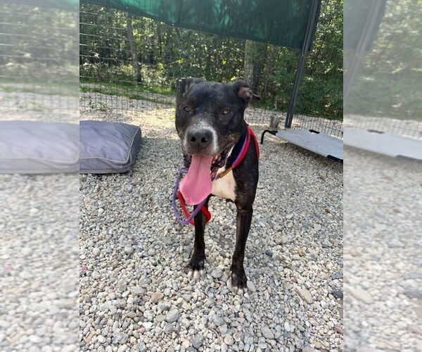 Medium Photo #2 American Pit Bull Terrier-Unknown Mix Puppy For Sale in Jackson , NJ, USA