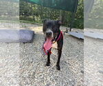 Small #1 American Pit Bull Terrier Mix